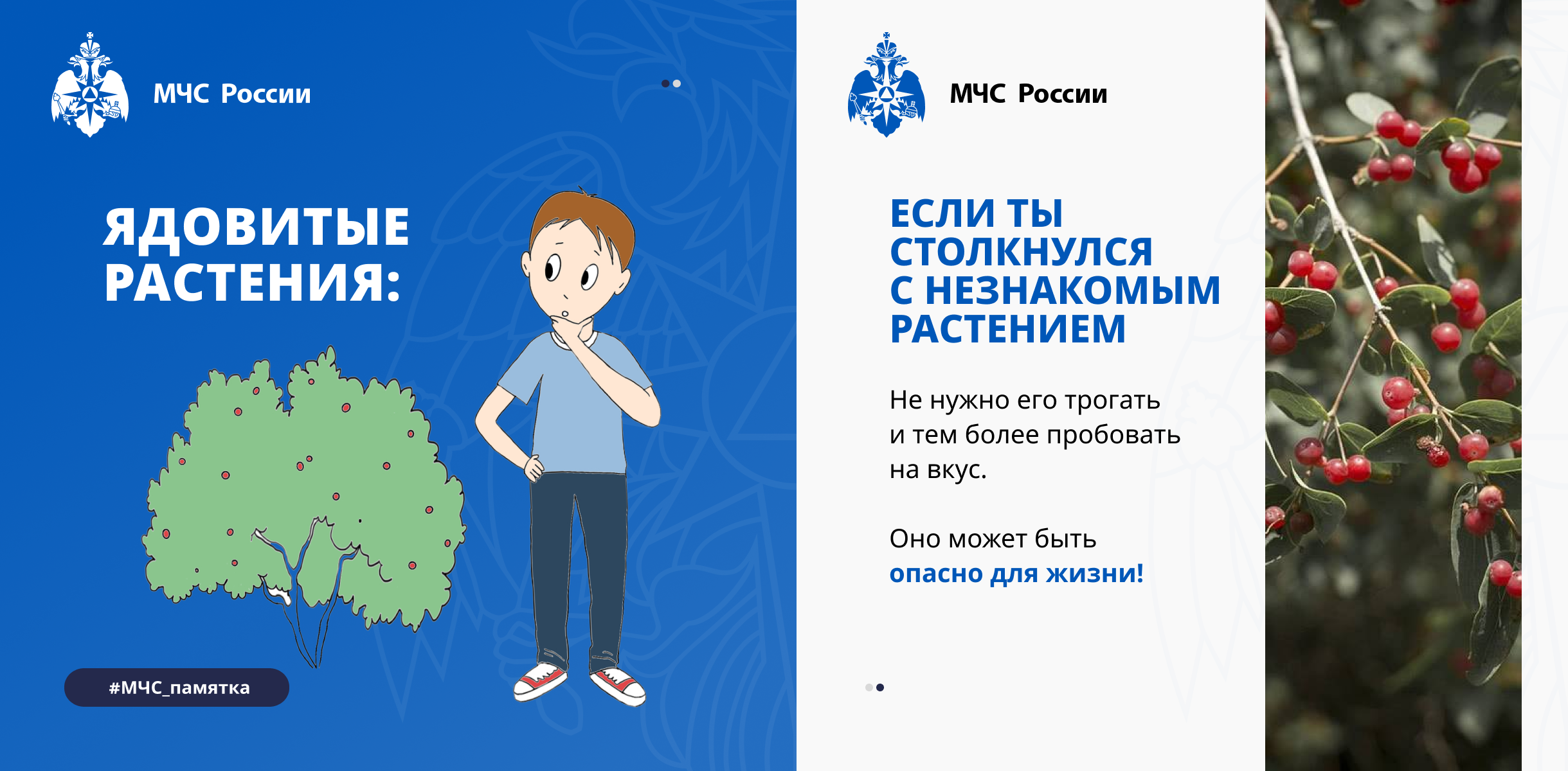 Ядовитые растения.png